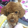 Profile photo of 박지수