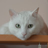 Profile photo of osman peker