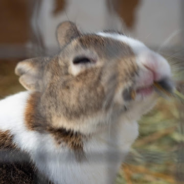 Profile photo of ama “bty_am” mochi